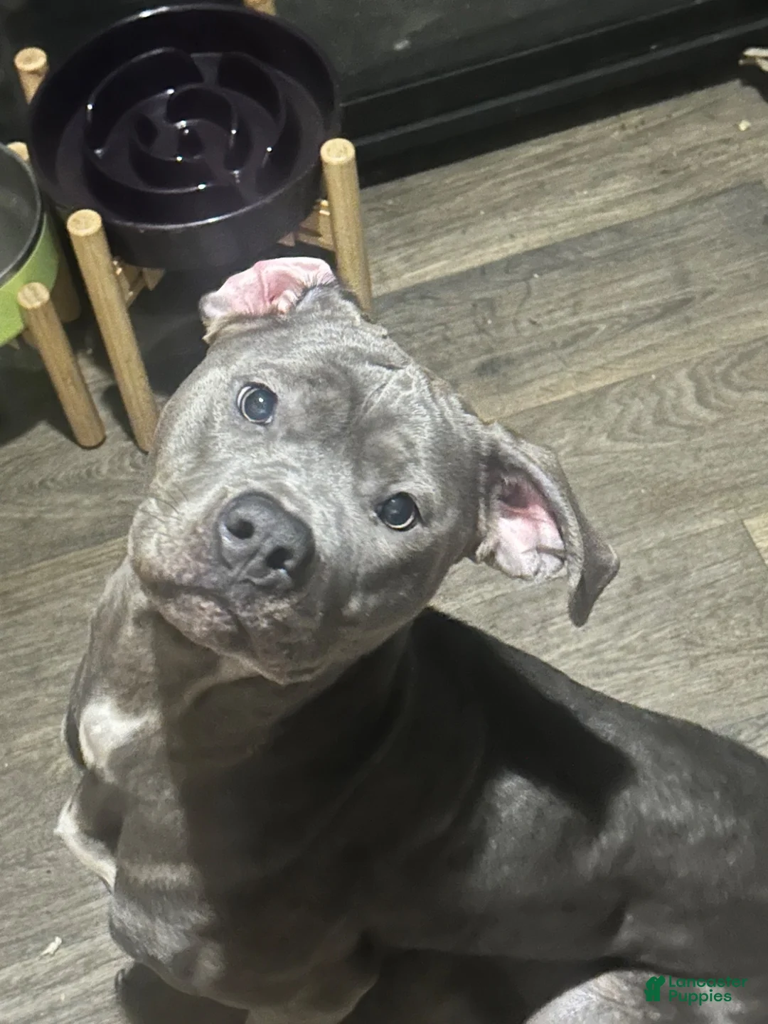 Mixed Breed dogs for sale: Mixed Breed 5 - Ad 2