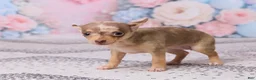 Chihuahua dogs for sale: Betzie - Ad 5
