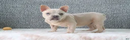 French Bulldog dogs for sale: Buster - Ad 4