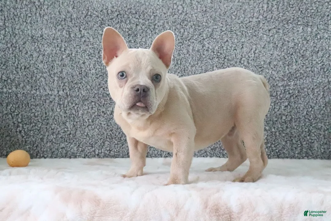 French Bulldog dogs for sale: Buster - Ad 4