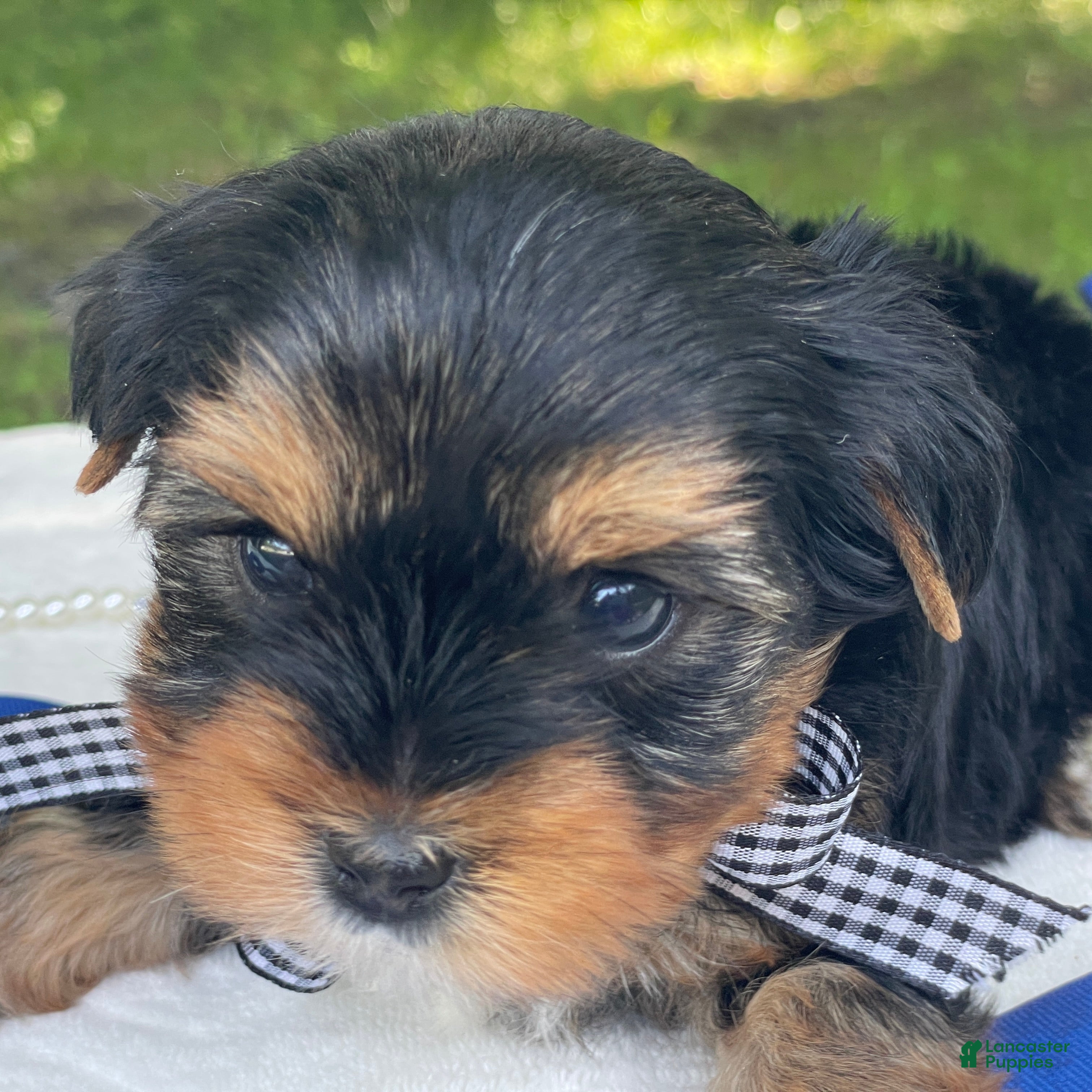 Yorkshire Terrier dogs  Royal - Ad 1