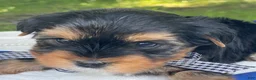 Yorkshire Terrier dogs for sale:  Royal - Ad 9