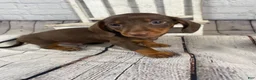 Miniature Dachshund dogs for sale: Beau - Ad 1