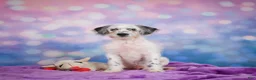 Mixed Breed dogs for sale: Clifford - Ad 3