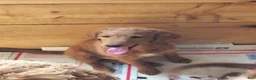 Mini Goldendoodle dogs for sale: Mini Goldendoodle Male 3 - Ad 1