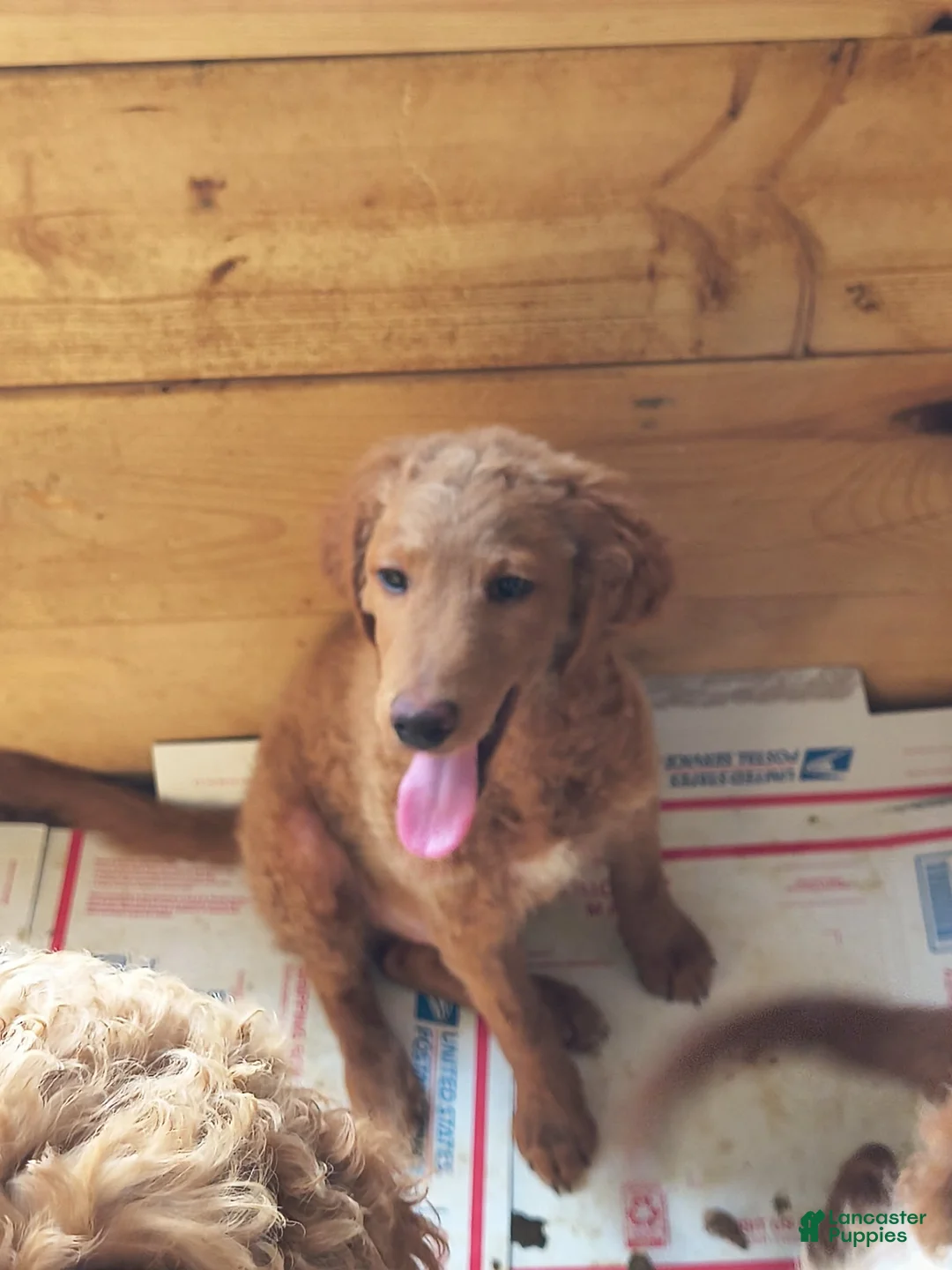 Mini Goldendoodle dogs for sale: Mini Goldendoodle Male 3 - Ad 1