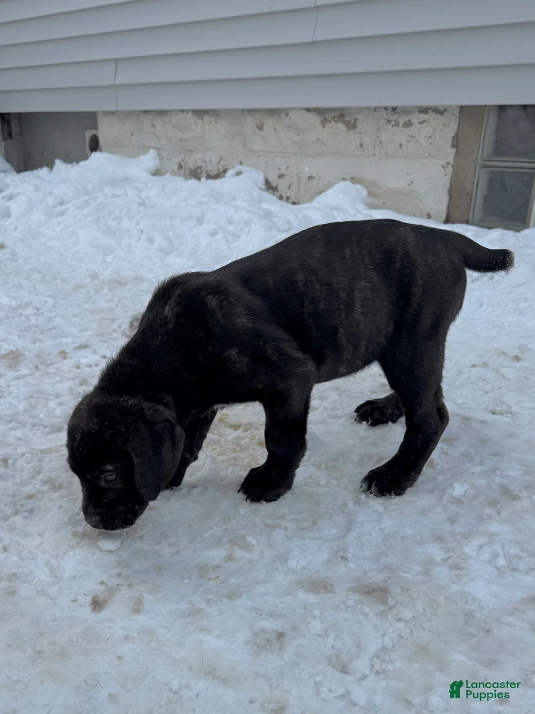Cane Corso dogs for sale: Zuko - Ad 4