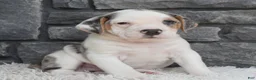 Beabull dogs for sale: Alex - Ad 3