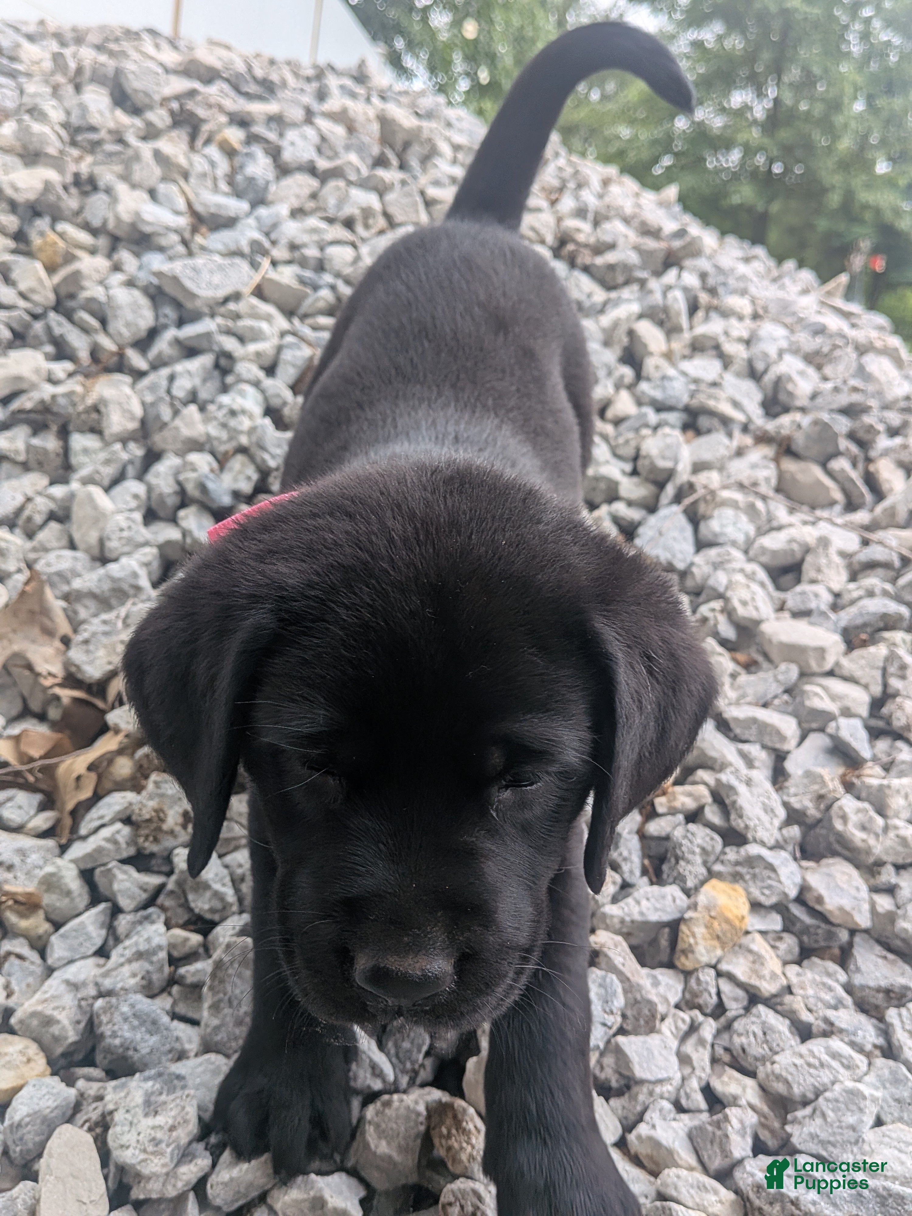 Labrador Retriever dogs Black Female (Pink) - Ad 38