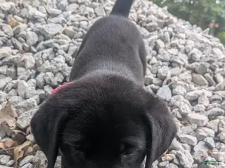 Labrador Retriever dogs Black Female (Pink) - Ad 38