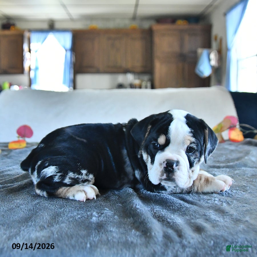 Beabull dogs Virtue - Ad 2