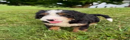 Bernedoodle dogs for sale: Ellie - Ad 13