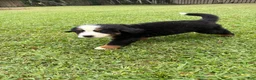 Bernese Mountain Dog dogs for sale: Bernese Mountain Dog 1 - Ad 3