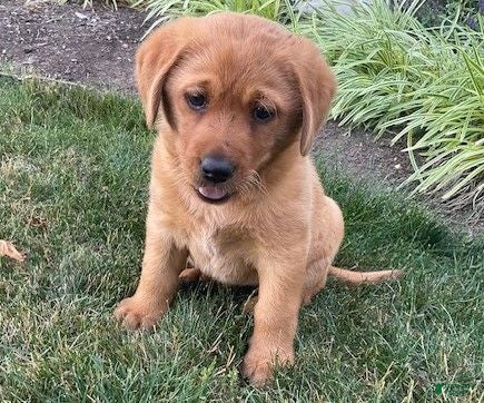 Labrador Retriever dogs Sandy  - Ad 2