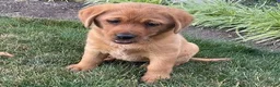 Labrador Retriever dogs for sale: Sandy  - Ad 2