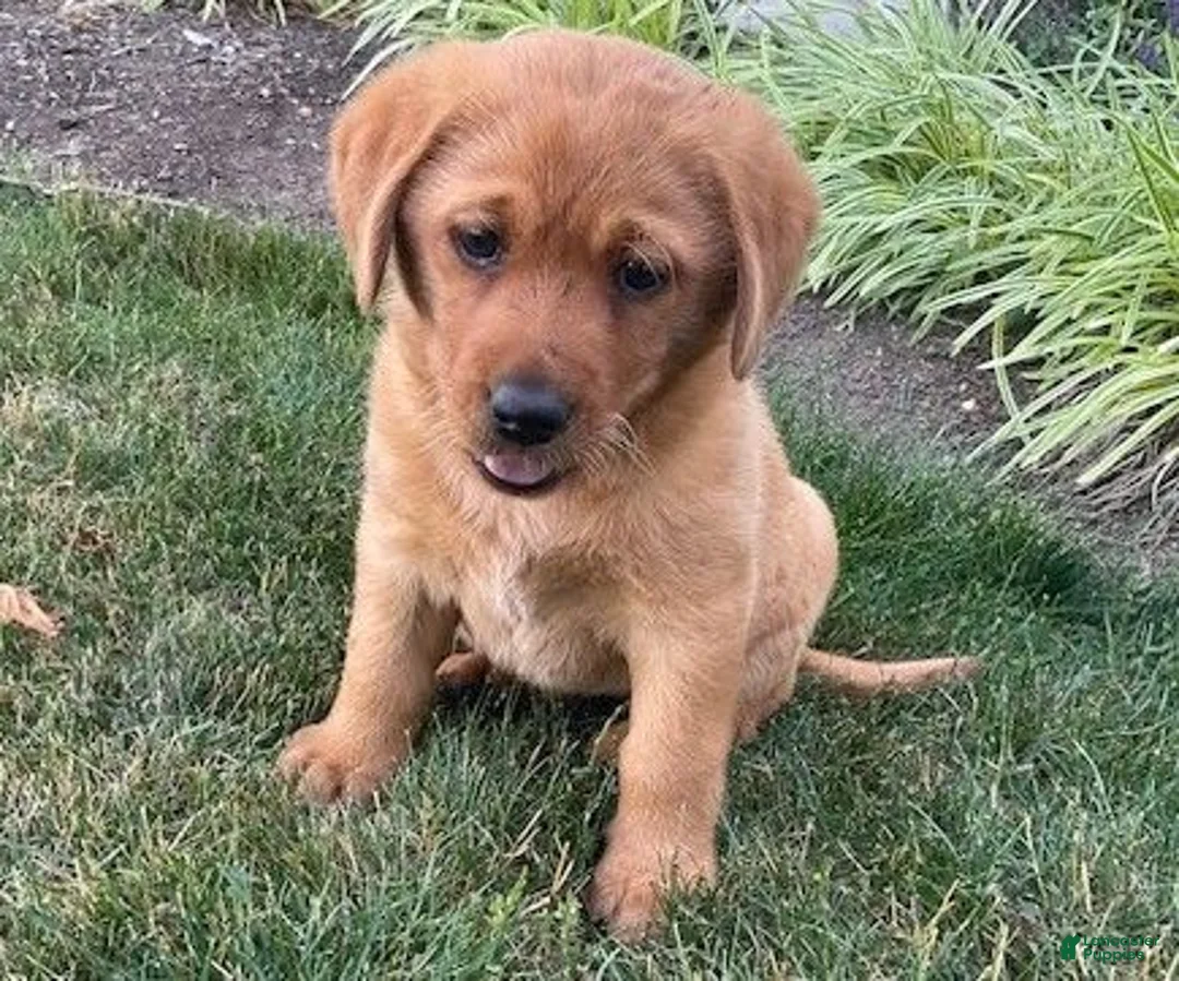 Labrador Retriever dogs for sale: Sandy  - Ad 2