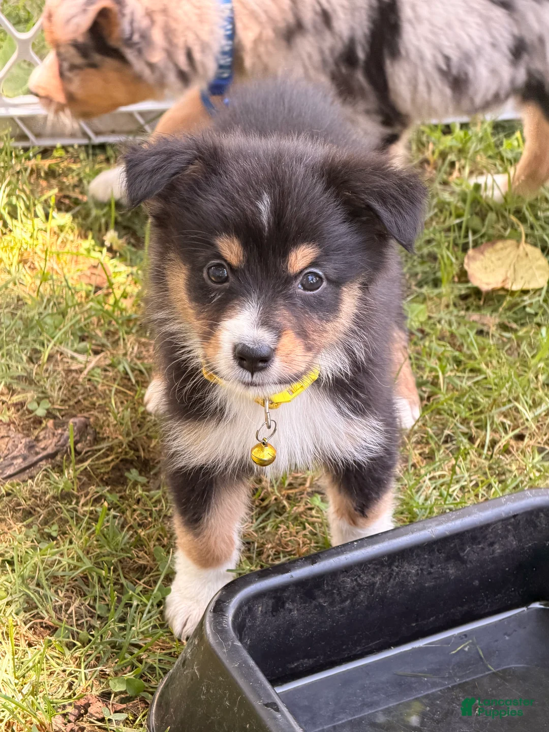 Australian Shepherd dogs for sale: Yellow  - Ad 1