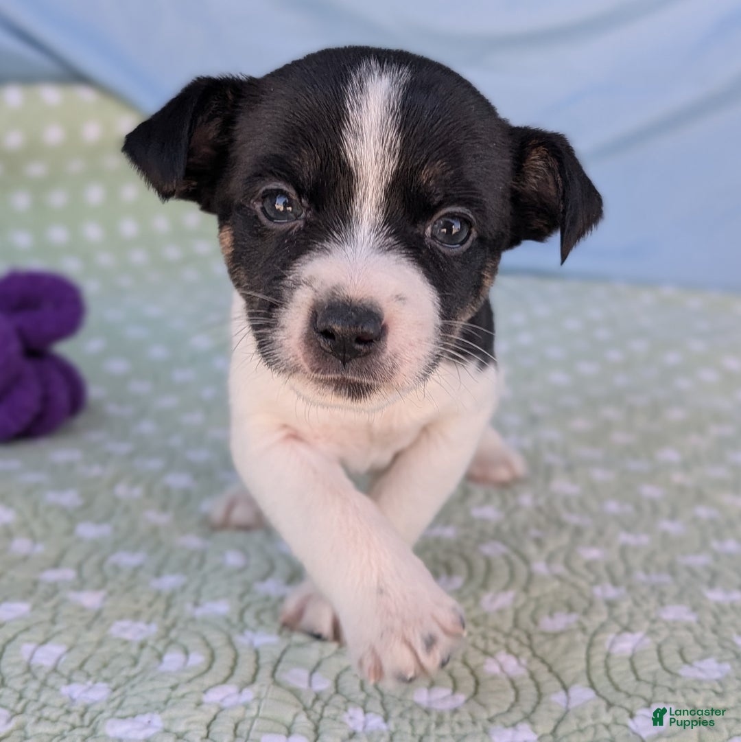 Rat Terrier dogs for sale: Pepper - Ad 1