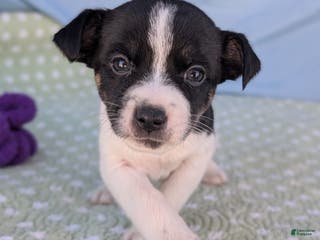 Rat Terrier dogs Pepper - Ad 16