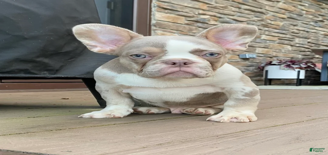 Gallery Image {{count}}