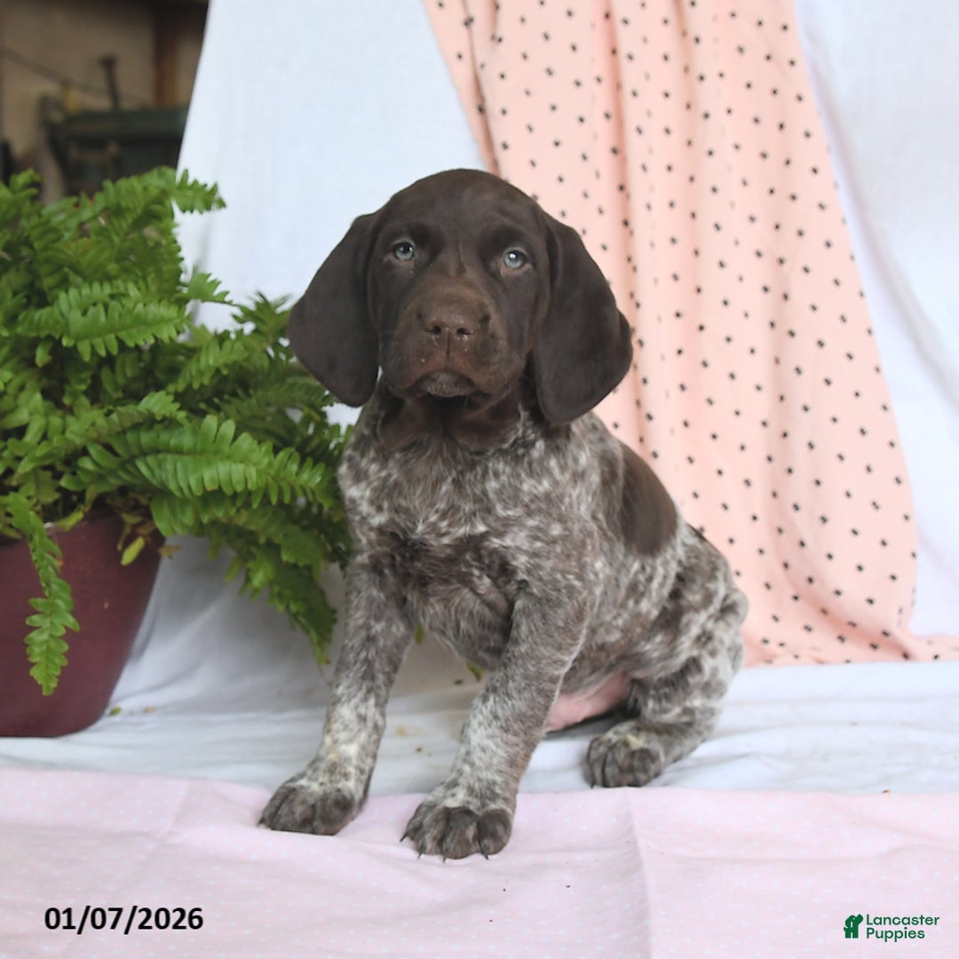German Shorthaired Pointer dogs for sale: Arrow - Ad 2