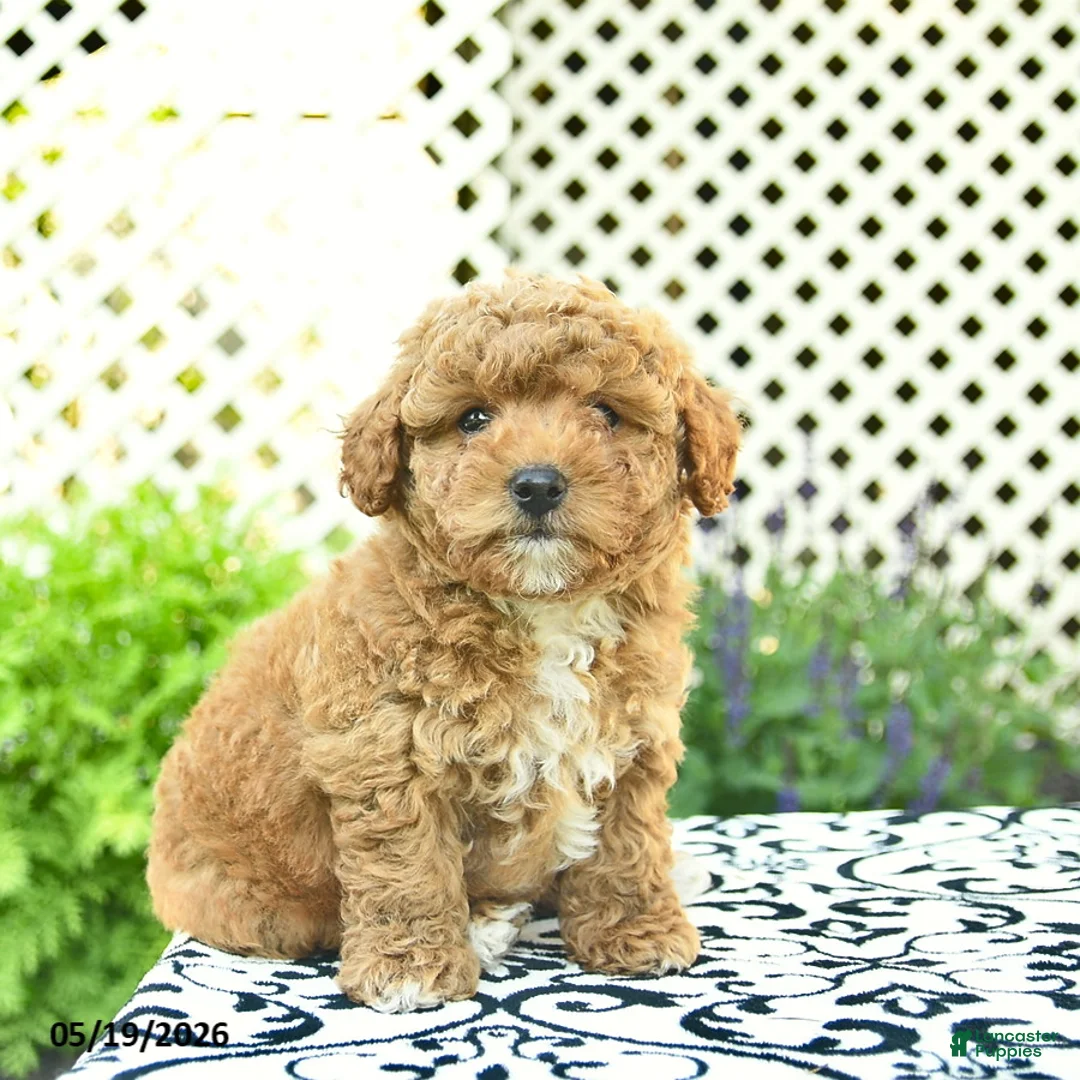 Toy Poodle dogs for sale: Buddy  - Ad 1