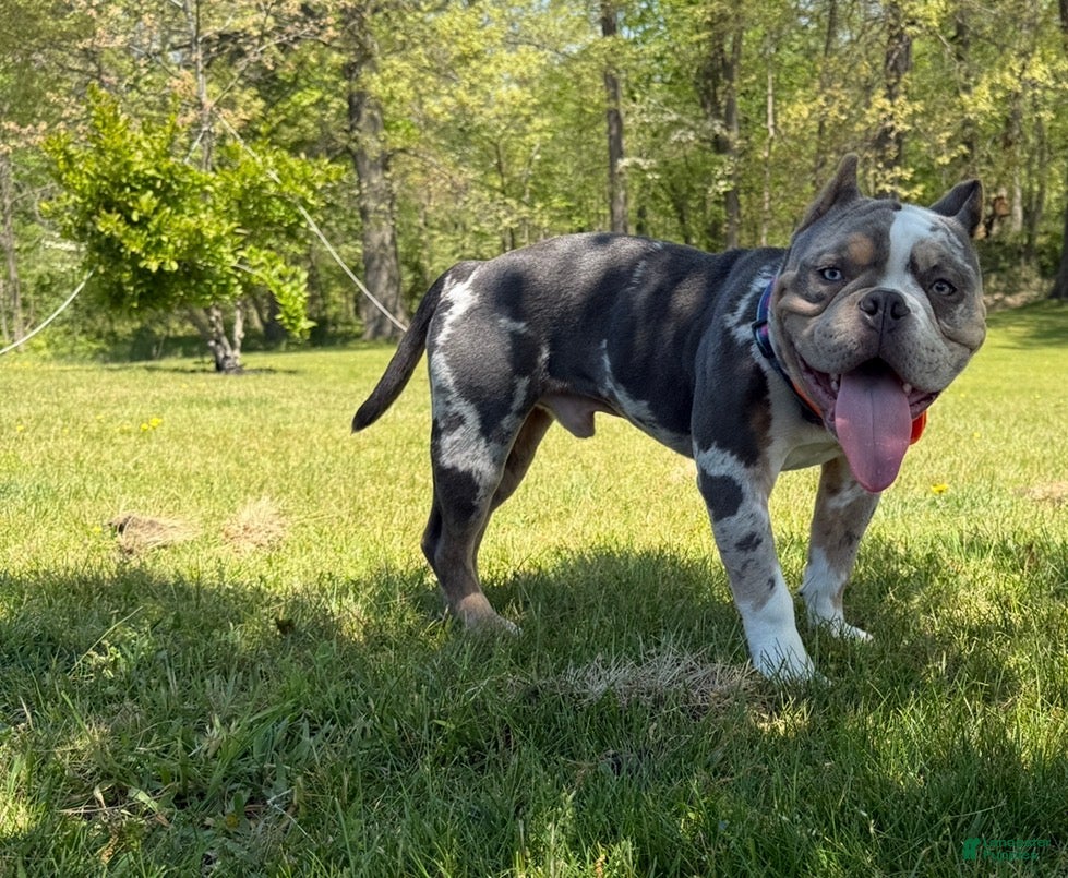 American Bully dogs Queso ABKC - Ad 40