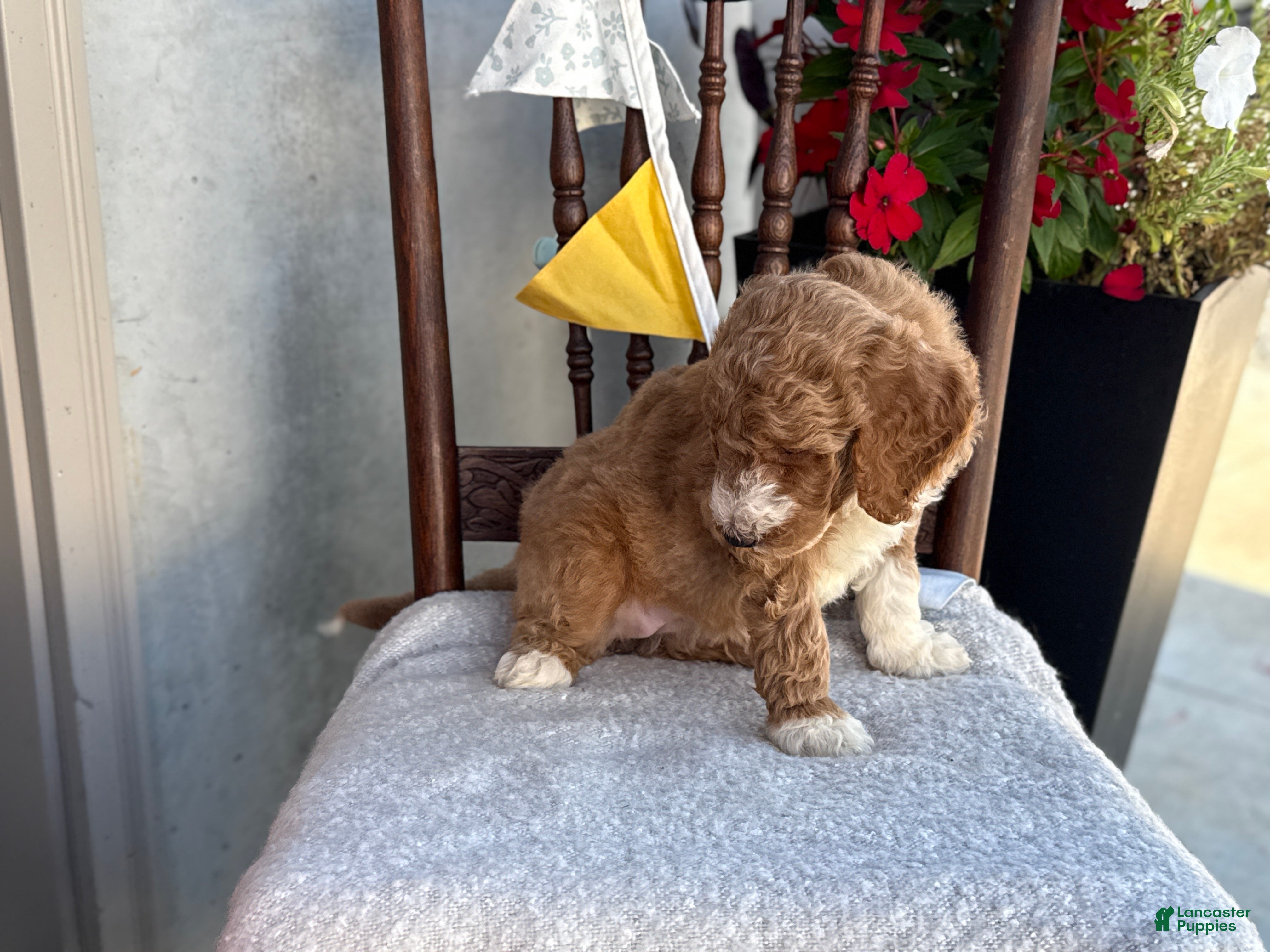 Goldendoodle dogs Coco - Ad 2