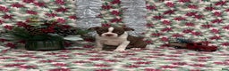 Boston Terrier dogs for sale: Arielle - Ad 1