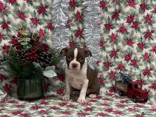 Boston Terrier dogs Arielle - Ad 20