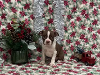 Boston Terrier dogs Arielle - Ad 27