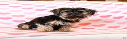 Yorkshire Terrier dogs for sale: Judy - Ad 6
