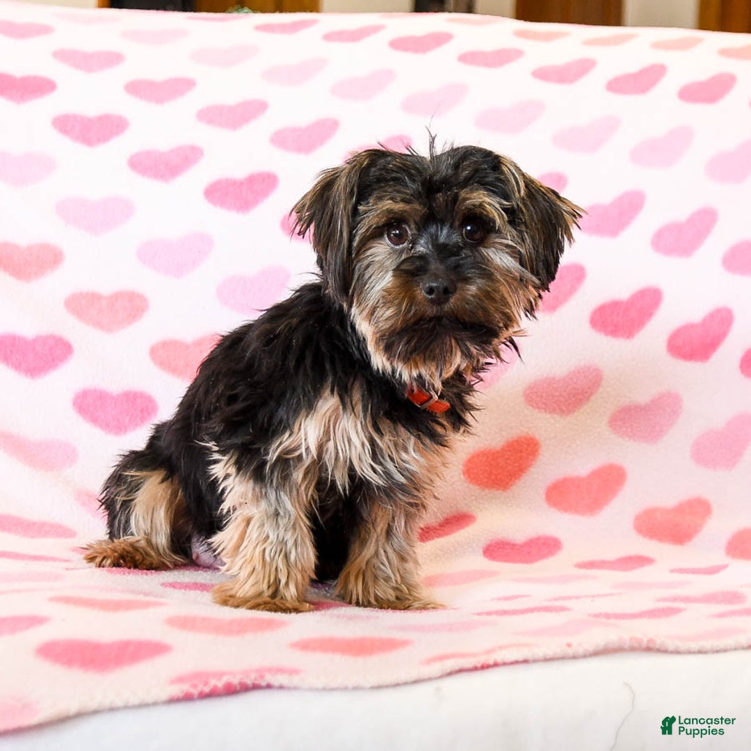 Yorkshire Terrier dogs for sale: Judy - Ad 6