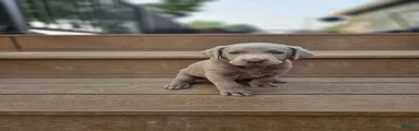 Labrador Retriever 9