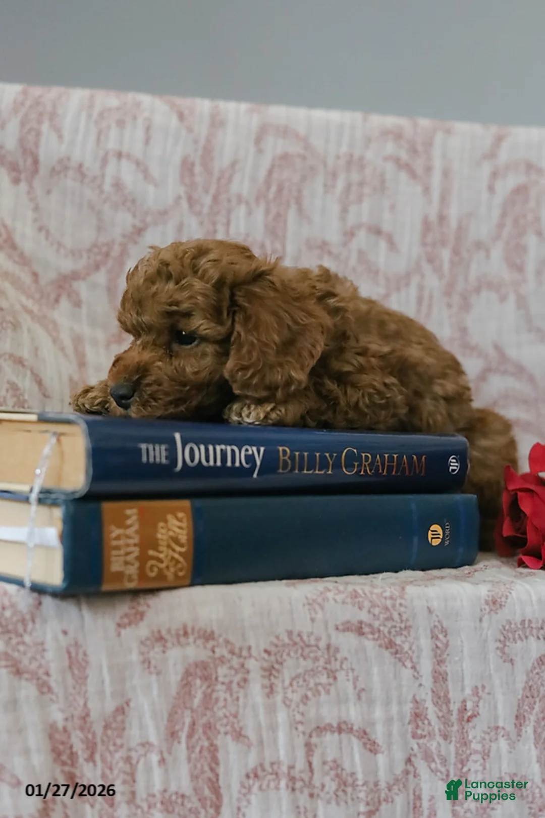 Cockapoo dogs for sale: Jason - Ad 10