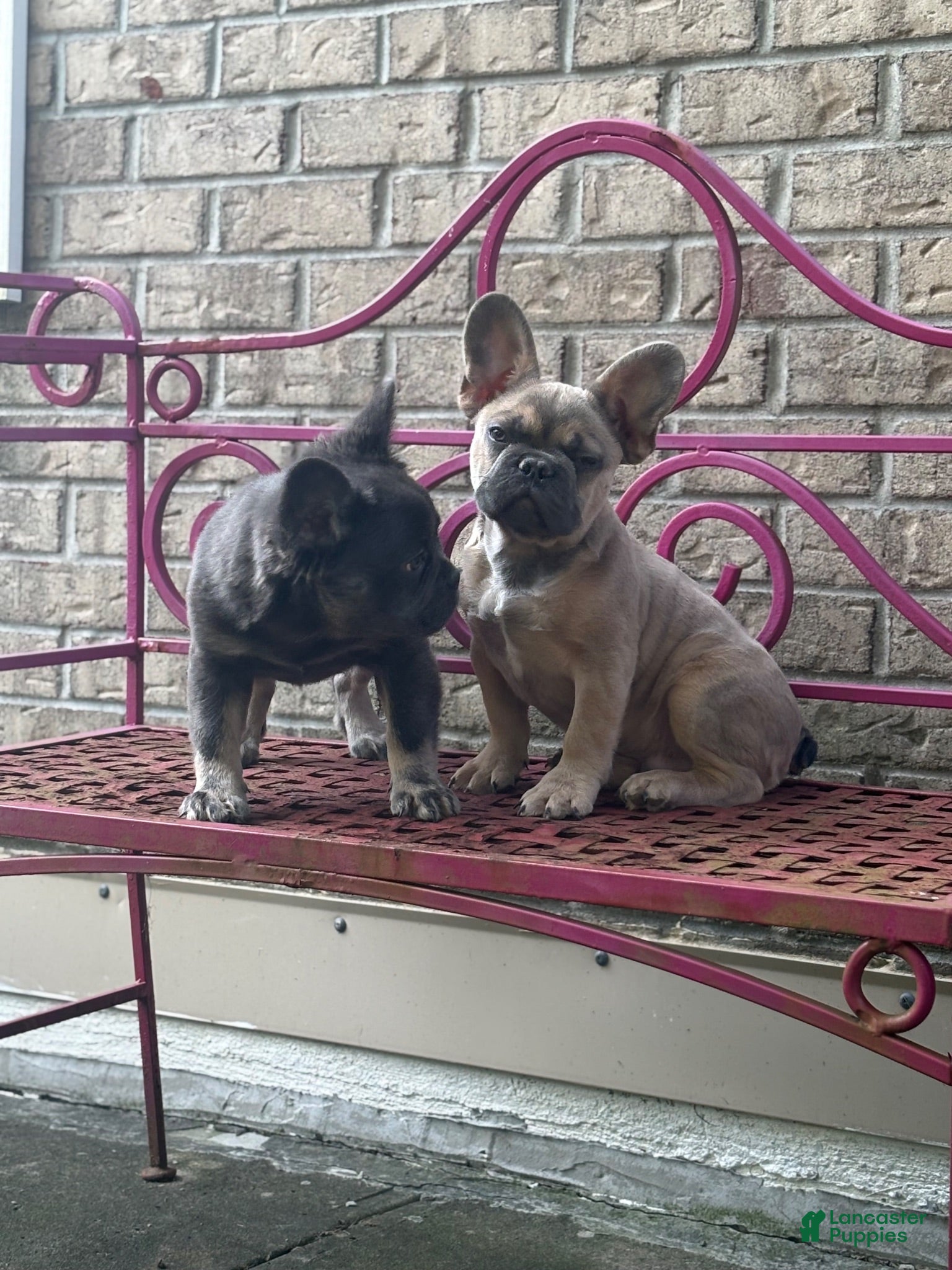 French Bulldog dogs for sale: French Bulldog 3 - Ad 4
