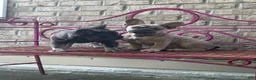 French Bulldog dogs for sale: French Bulldog 3 - Ad 1