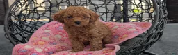 Toy Poodle dogs for sale: Vera  - Ad 9