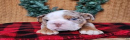 English Bulldog dogs for sale: Fletch - Ad 11