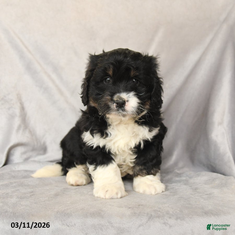 Mini Bernedoodle dogs Tucker - Ad 1