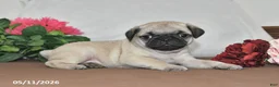 Pug dogs for sale: Shadow - Ad 5