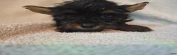 Shorkie dogs for sale: Roman  - Ad 11