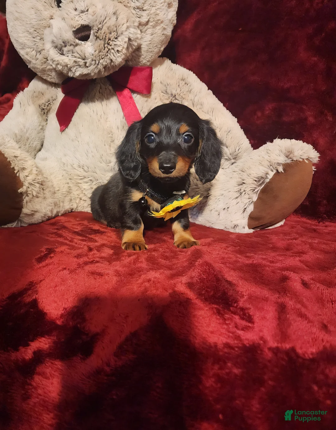 Miniature Dachshund dogs for sale: LITTLE INDY - Ad 10