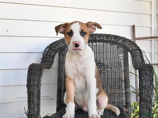 Mixed Breed dogs - Ad 38