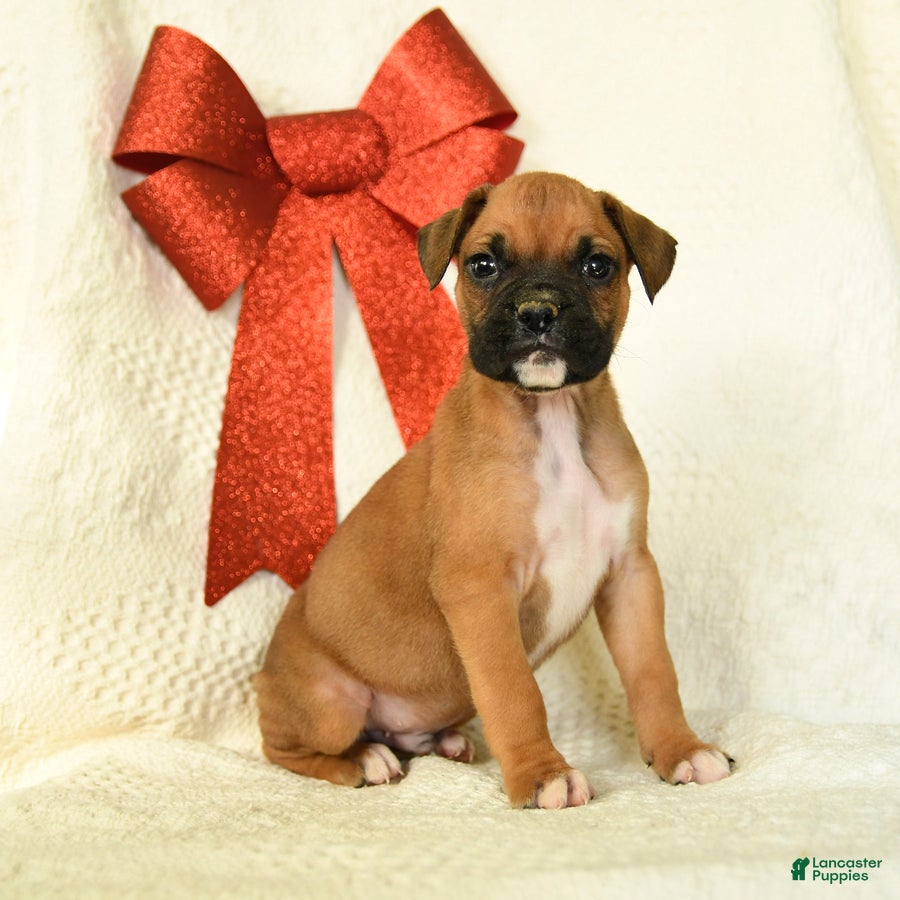 Boxer dogs Bluster - Ad 18