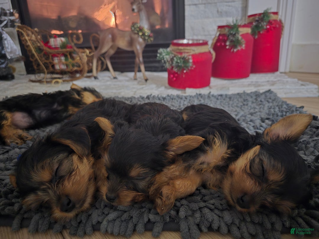 Yorkshire Terrier dogs for sale: Daisy - Ad 3