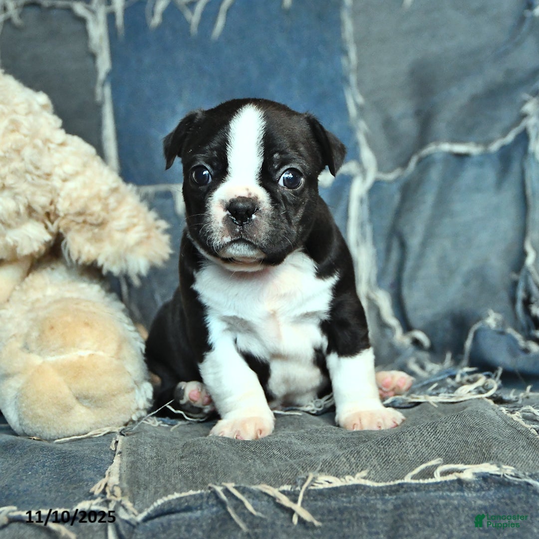 Border Terrier dogs for sale: Harry - Ad 2