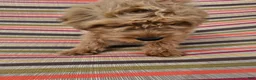 Mini Goldendoodle dogs for sale: Alice - Ad 8