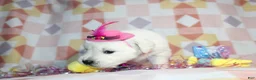 Golden Retriever dogs for sale: Luna - Ad 3