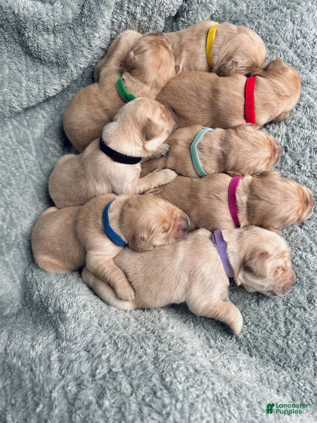 Golden Retriever dogs for sale: The Charlie Brown girls - Ad 7